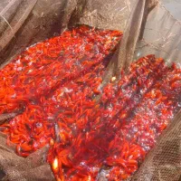 فروش انواع ماهی قرمز