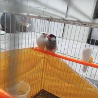 فنچ نرگسی
