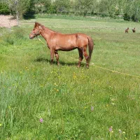 اسب مادیان  با دو کره نریان