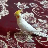 عروس هلندی نر سخنگو دستی