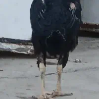 مرغ لاری