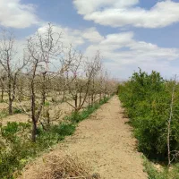 باغ فروشی اراضی کشاورزی روستا کلاته ملک