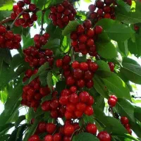 فروش درخت البالو گیسی گلدانی