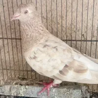 سلام هفت رنگ دم سفید عتیقه