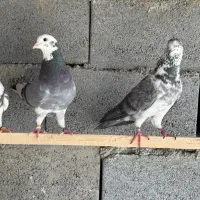 کفتر پرشی شازده کبوتر نر و ماده