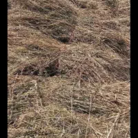 علوفه