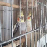 عروس  هلندی