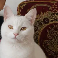 گربه اسکاتیش شرت هیر