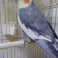 عدوس هلندی نر