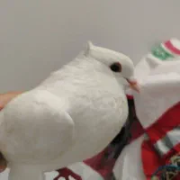 کبوتر