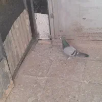 کبوتر
