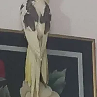 عروس هلندی