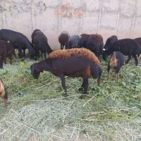 میش شیشک