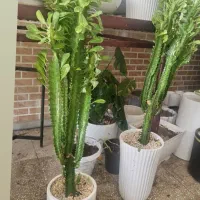 بنسای گل میخک هندی و همه ی گل ها