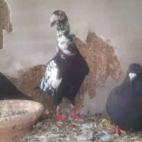 جفتگاه|پرنده|قائن, |دیوار