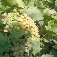 انگور بومی و درجه یک دولت اباد