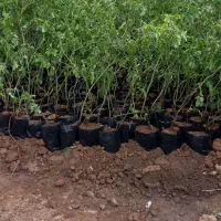 نهال گل محمدی سه ساله نایلکس  عطری مخصوص گلابگیری