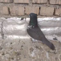 کفتر کبوتر