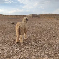 بره کاوه قوچ اصیل ترکی