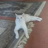 گربه گمشده