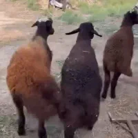 سه راس دوراس نر یه راس ماده یکجا