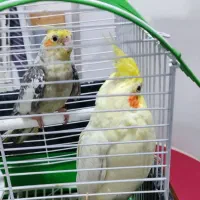 فروش دوعدد عروس هلندی کاملاً دستی
