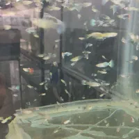 حراجی ماهی کالر