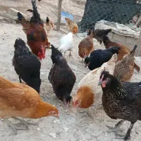 ۱۳۰۰۰۰۰۰|حیوانات مزرعه|کازرون, |دیوار