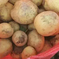مشاوره رایگان/ برای کشاورزان / سیب زمینی کار