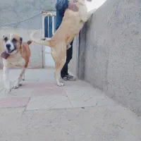 سگ خراسانی