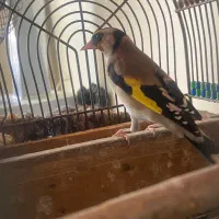 سهره نر فروش یا معاوضه