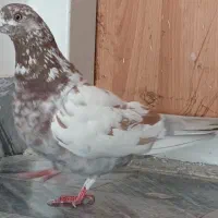 کفتر نر ماده کبوتر نر ماده جوجه
