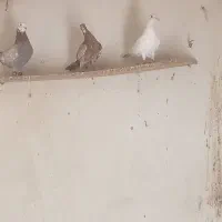 کبوتر