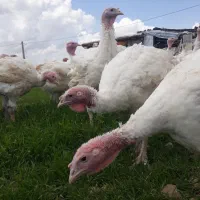 بوقلمون گوشتی BUT6زرین،کیلویی400