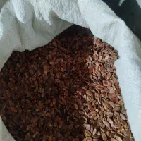 تخم کبل زابل هندوانه