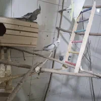 ۳تا جوجه یه جفت