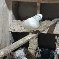 کفتر