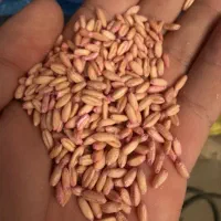 گندم آماده کاشت