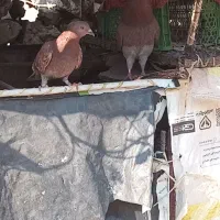 کبوتر
