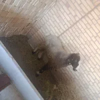 بره خوب