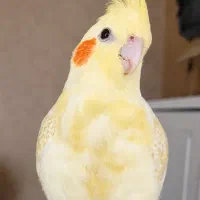 پرنده عروس هلندی گم شده