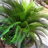 فروش گل سیکاس