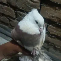 کفتر