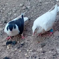 کفتر