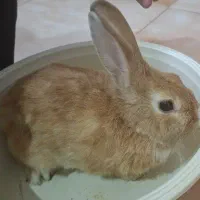 خرگوش