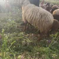 یک‌راس‌.قوچ‌‌چاغ‌‌روغنی