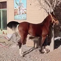 اسب