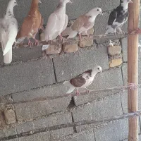 جوجه بوم ندیده
