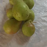 گلابی اسپادانا