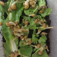 حلزون متوسط